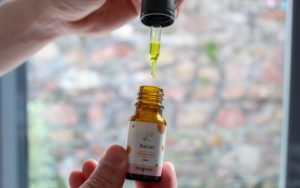 CBD olja — en välgörande produkt från växtriket